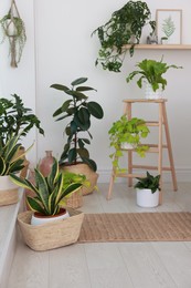 Photo of Many beautiful houseplants in light room. Interior design