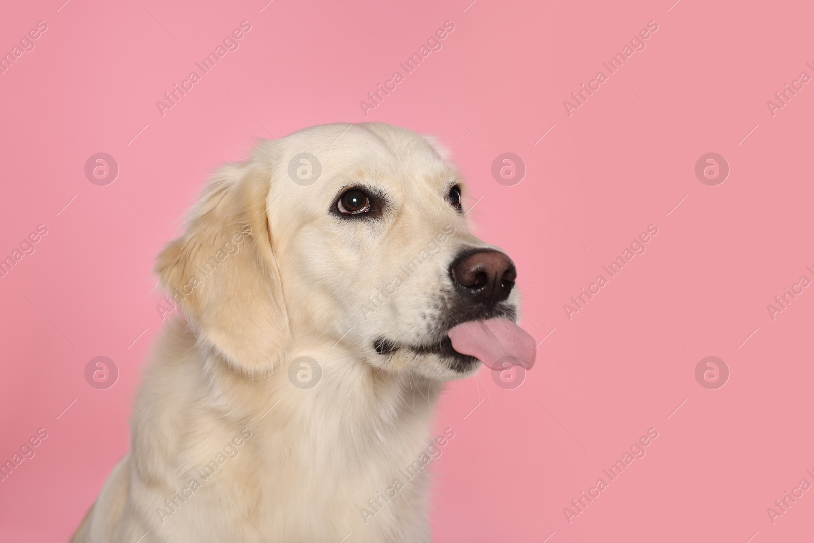 Photo of Cute Labrador Retriever showing tongue on pink background, space for text