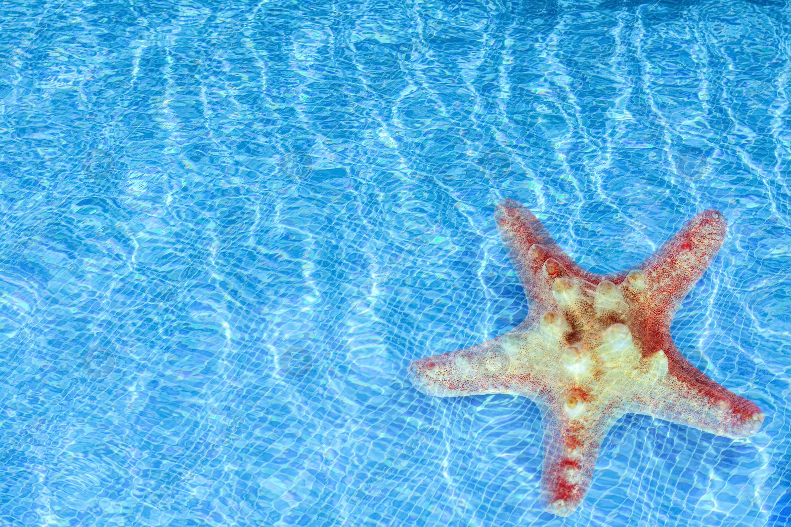 Image of Starfish in sea water, top view. Space for text