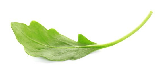 Photo of Fresh green arugula leaf on white background