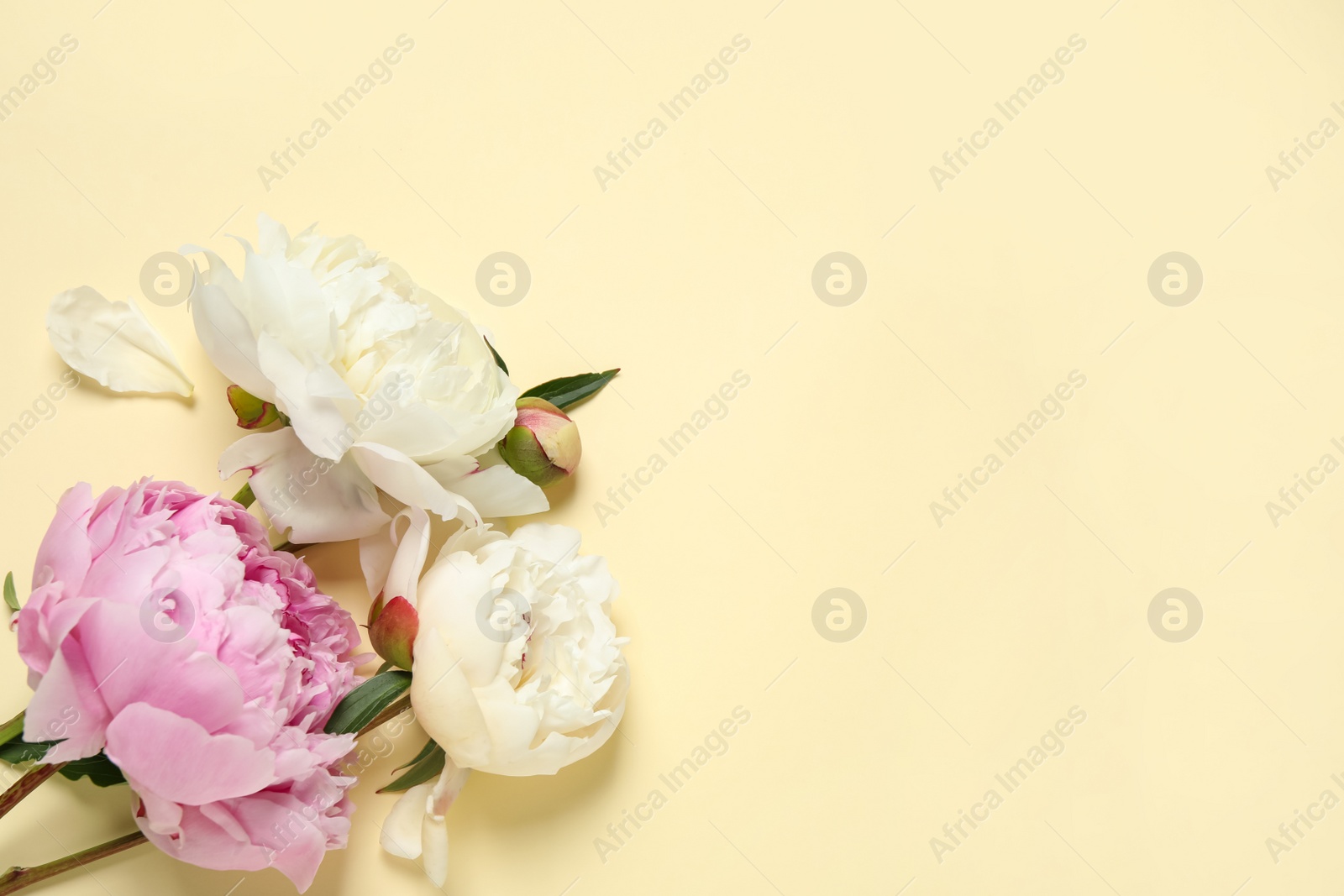 Photo of Beautiful peonies on beige background, flat lay. Space for text