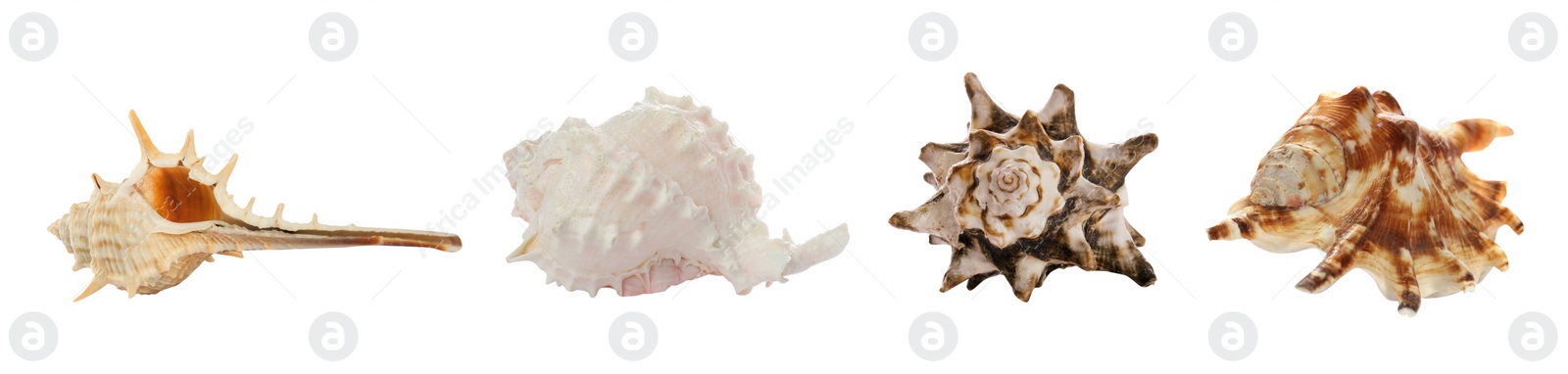 Image of Set of different beautiful sea shells on white background. Banner design