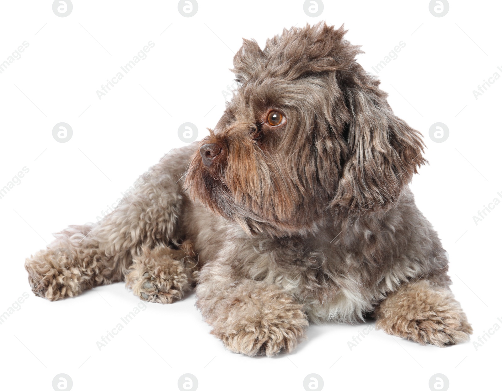 Photo of Cute Maltipoo dog lying on white background. Lovely pet