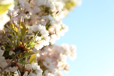 Photo of Blossoming cherry tree, closeup