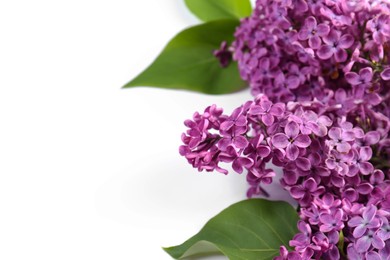 Photo of Beautiful lilac flowers on white background, closeup. Space for text