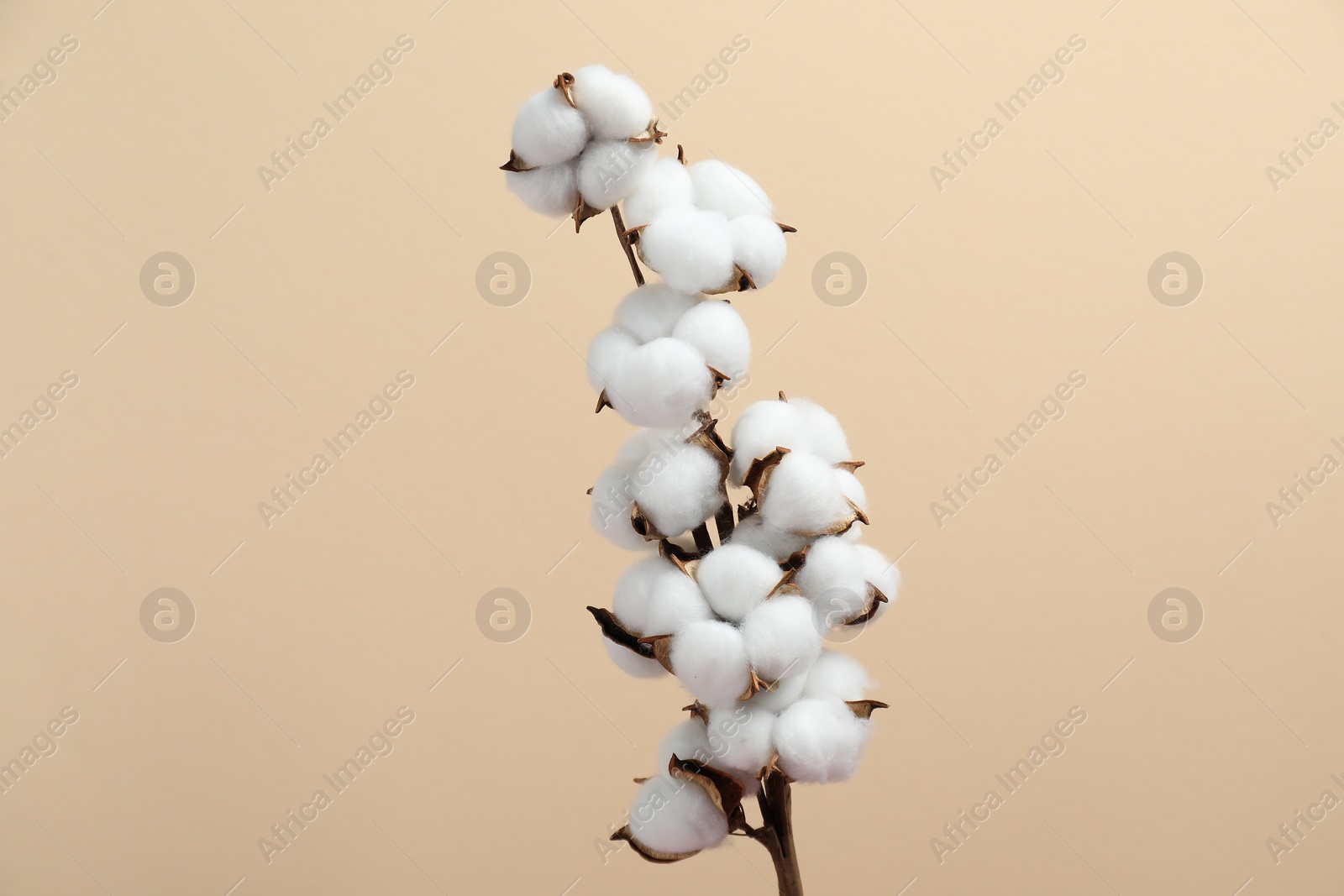 Photo of Beautiful cotton branch with fluffy flowers on beige background