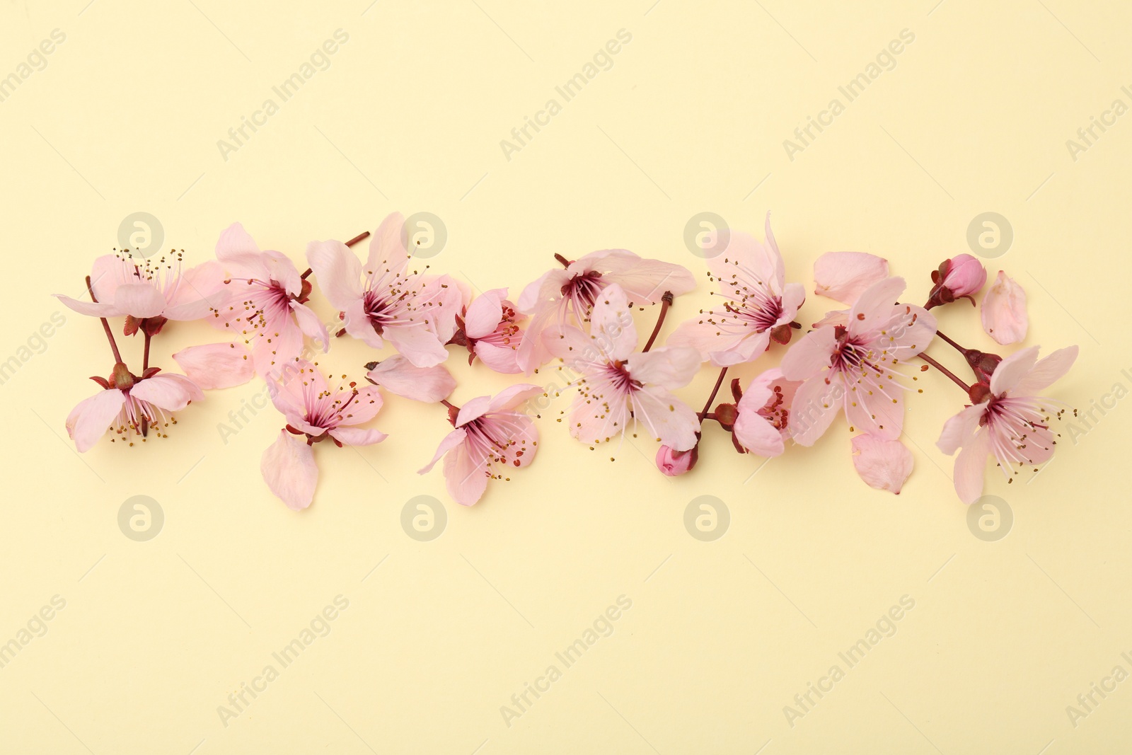 Photo of Beautiful spring tree blossoms and petals on yellow background, flat lay