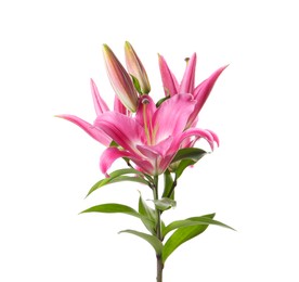 Photo of Beautiful pink lily flowers isolated on white