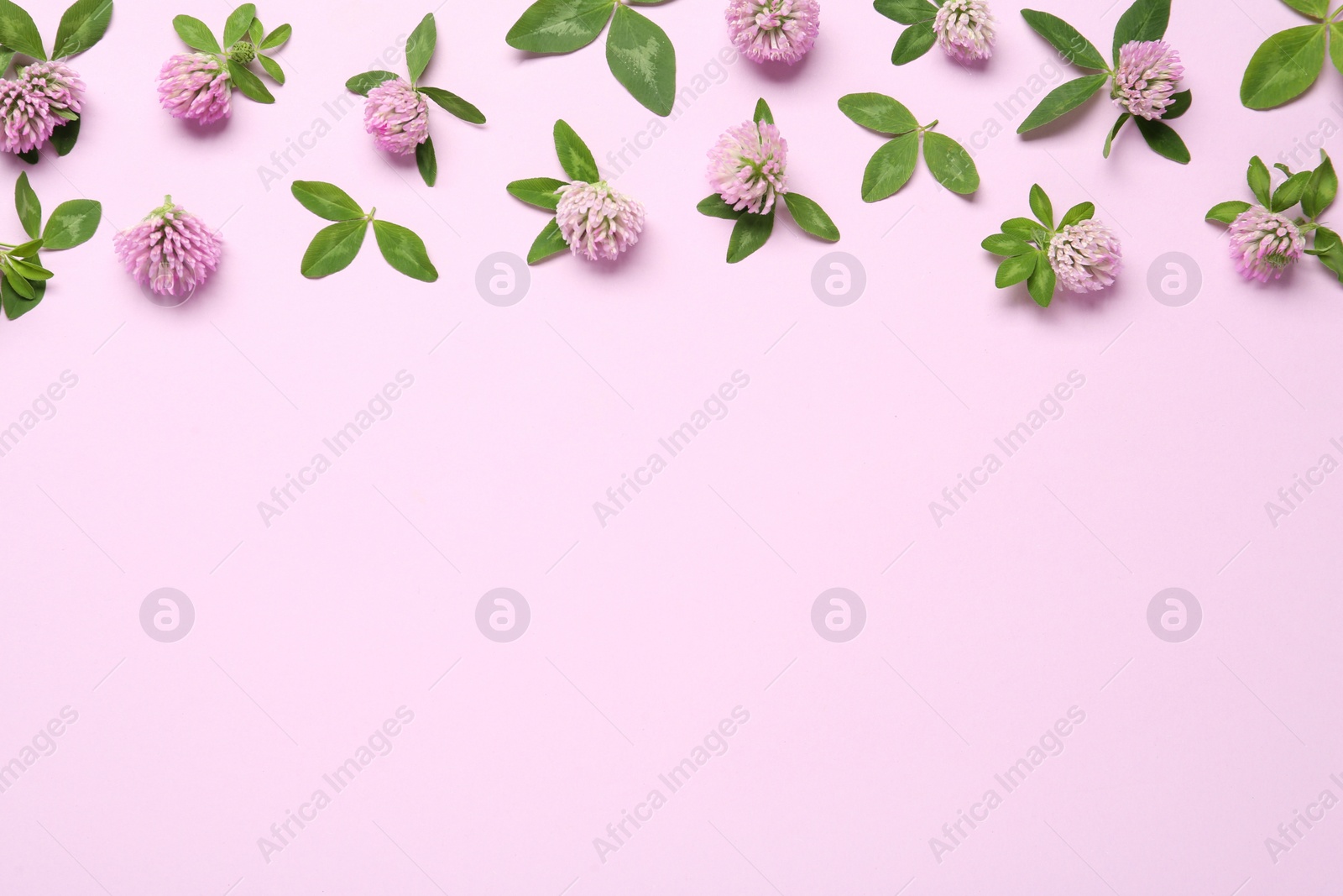 Photo of Beautiful clover flowers on pink background, flat lay. Space for text