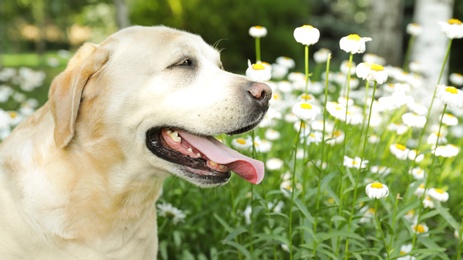 Photo of Cute Golden Labrador Retriever near flowers in green summer park