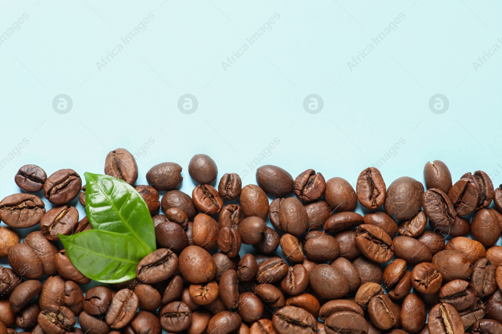 Photo of Fresh green coffee leaves and beans on light blue background, flat lay. Space for text