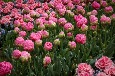 Photo of Many different beautiful flowers growing outdoors. Spring season
