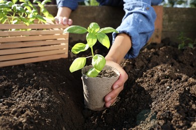 Woman planting seedling in soil outdoors, closeup