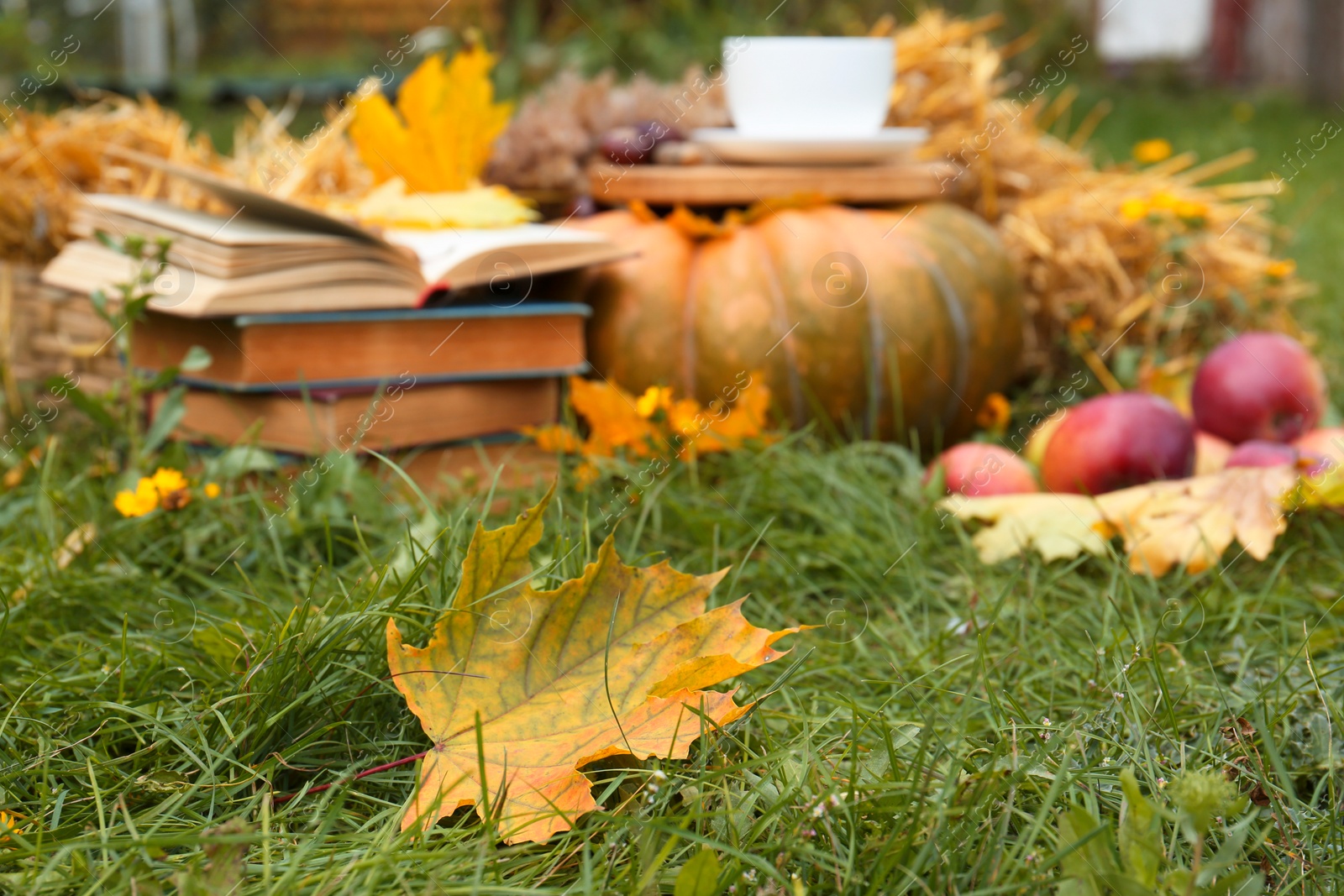 Photo of Beautiful maple leaf on green grass, space for text. Autumn season