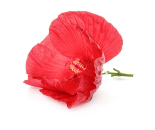 Photo of Beautiful red hibiscus flower on white background