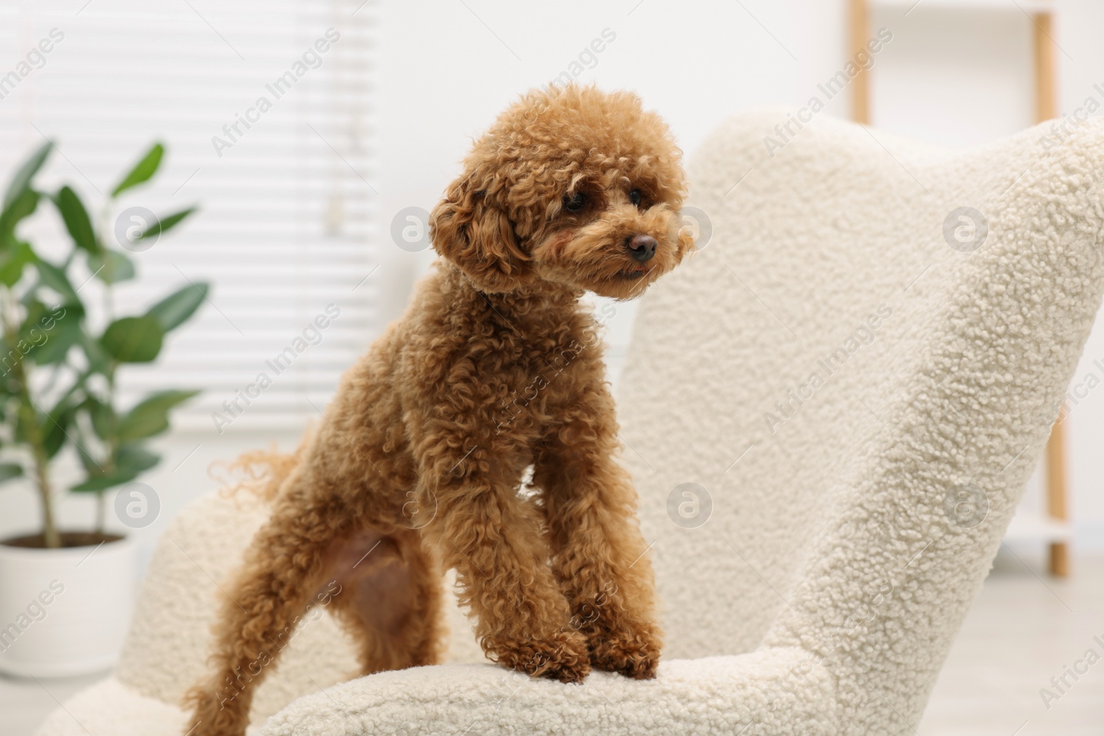 Photo of Cute Maltipoo dog on comfortable armchair at home. Lovely pet