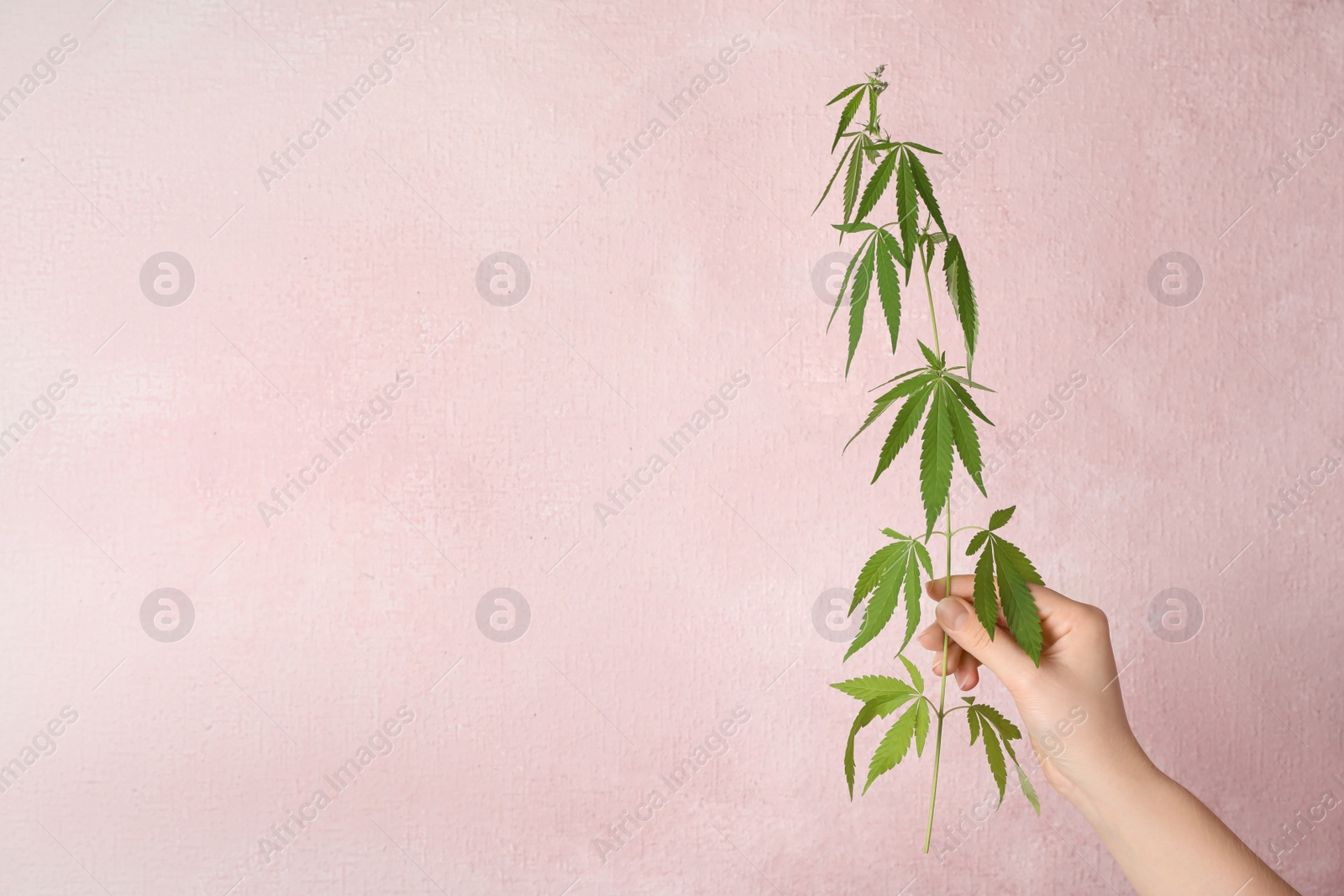 Photo of Woman holding hemp plant on light pink background, closeup. Space for text