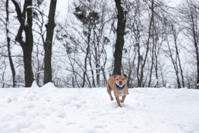 Photo of Cute dog running in snowy forest. Space for text