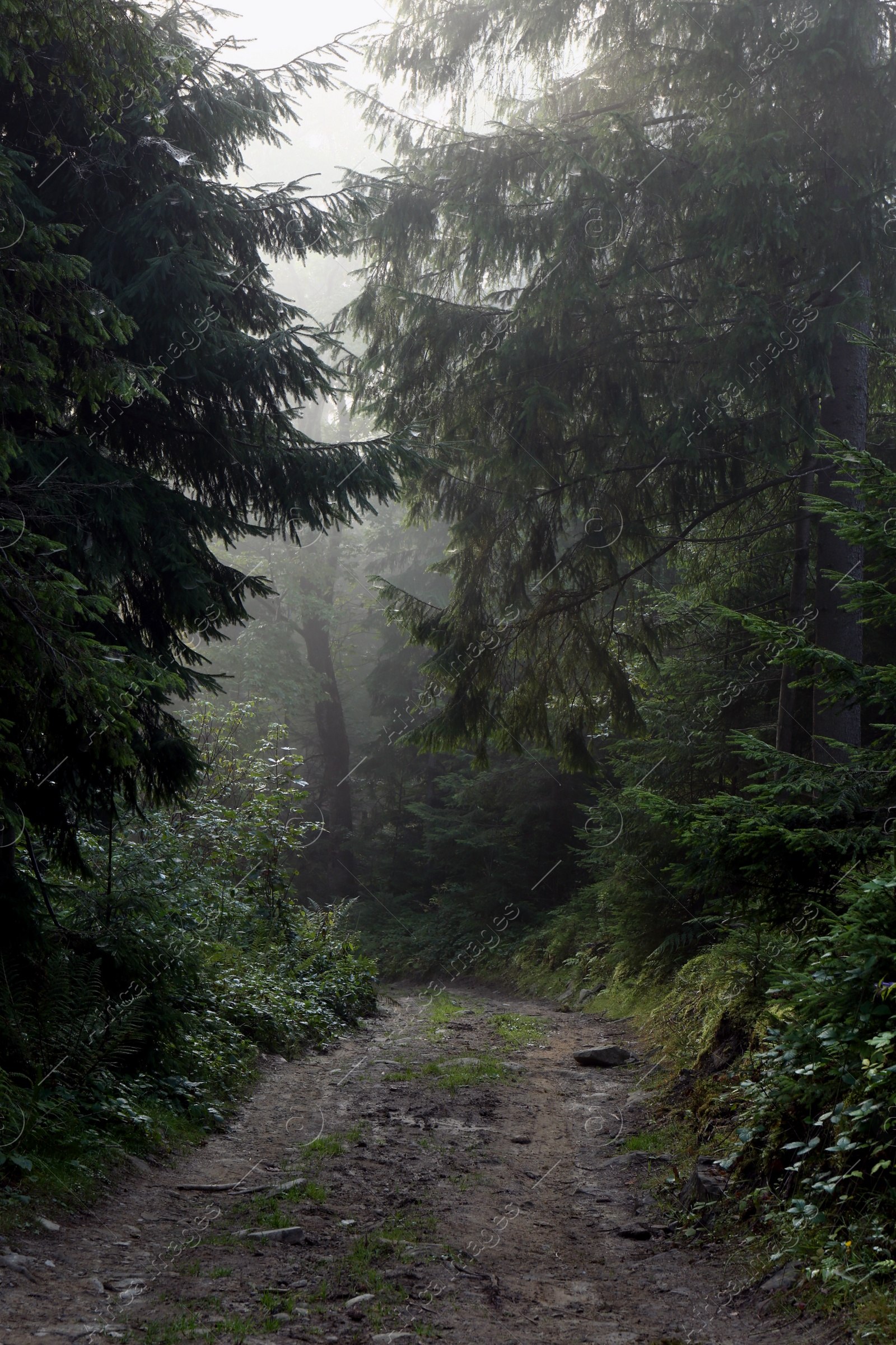 Photo of Picturesque view of path through foggy forest. Beautiful landscape