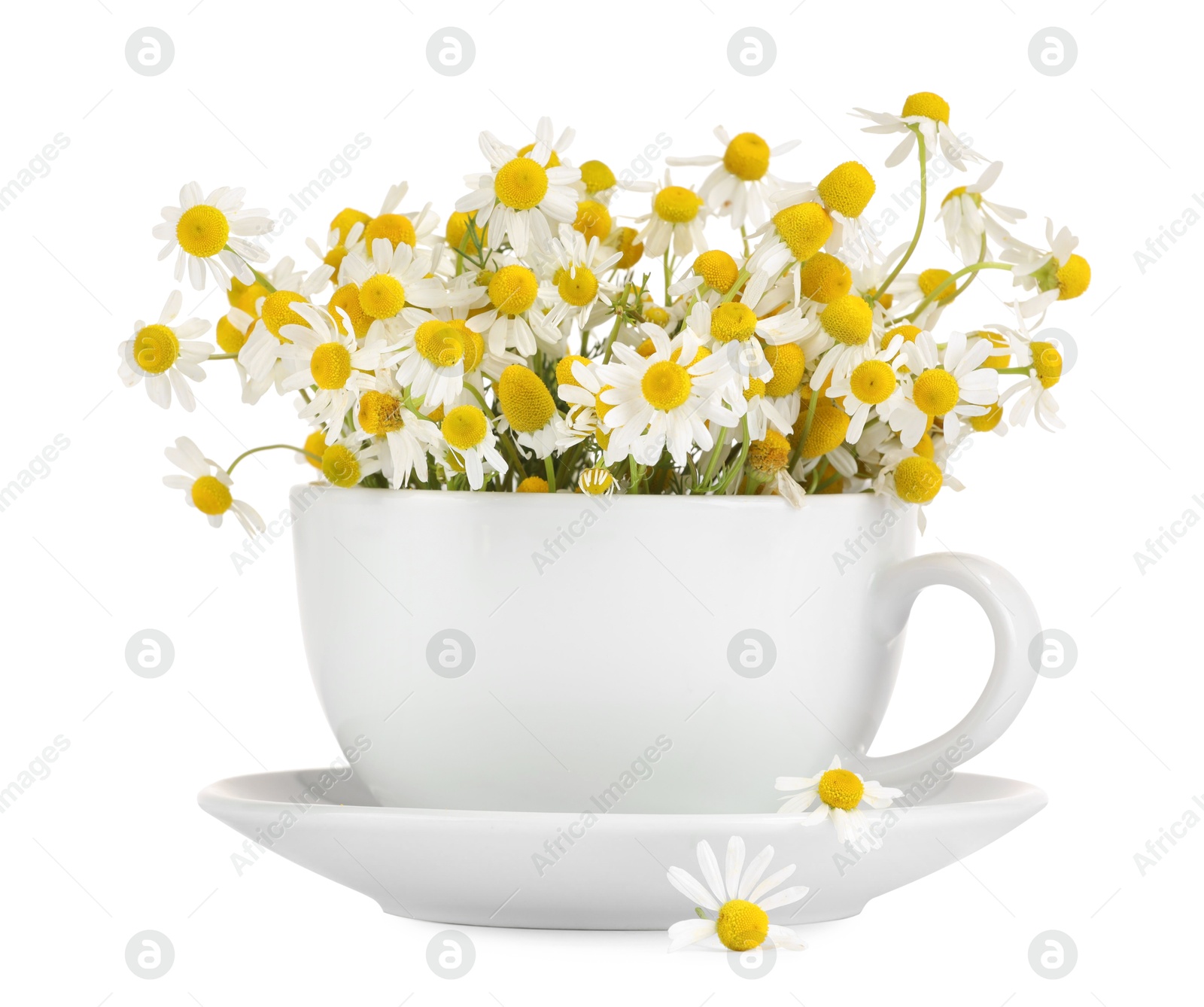 Photo of Aromatic herbal tea in cup with chamomile flowers isolated on white