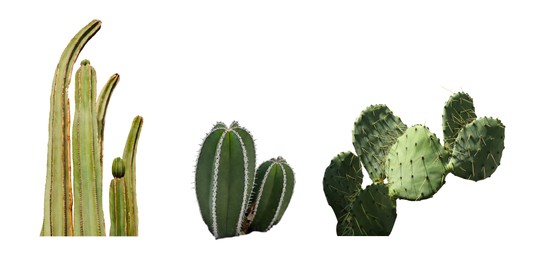 Image of Set with different beautiful cacti on white background. Banner design