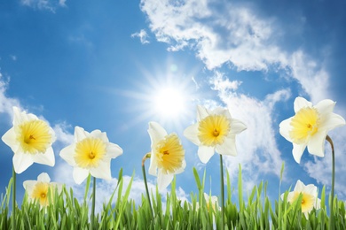 Beautiful spring flowers outdoors on sunny day 