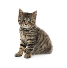 Photo of Cute tabby kitten on white background. Baby animal