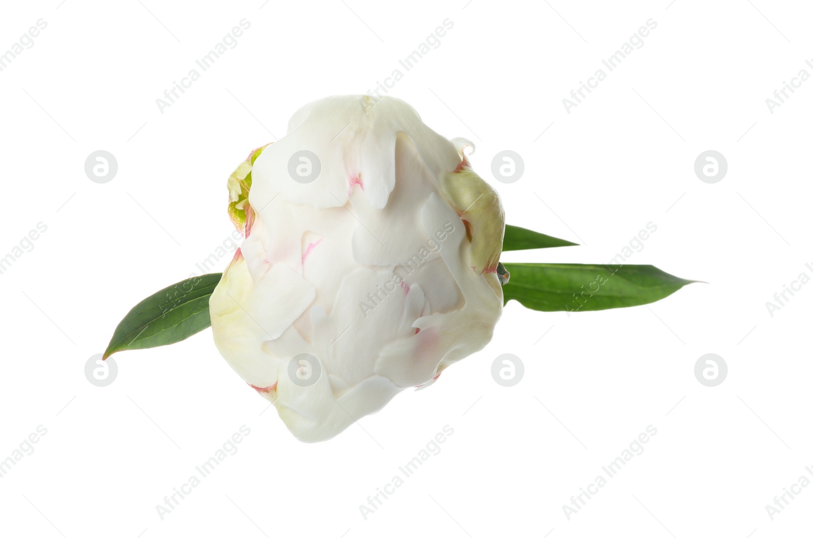 Photo of Beautiful fragrant peony flower isolated on white