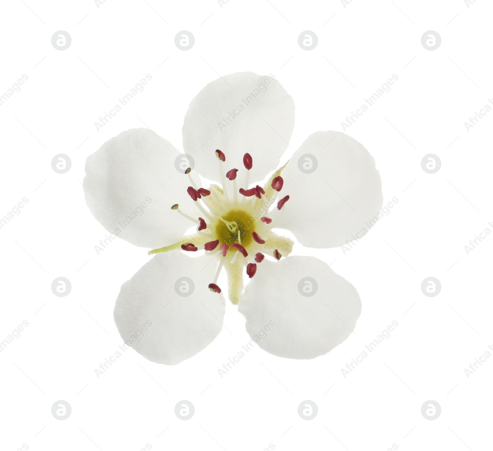 Photo of Beautiful flower of blossoming pear tree on white background