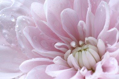 Photo of Beautiful pink chrysanthemum flower with water drops as background, macro view