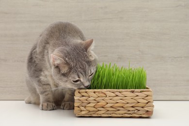 Photo of Cute cat near fresh green grass on white surface