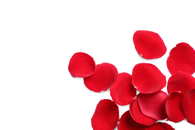 Fresh red rose petals on white background, top view