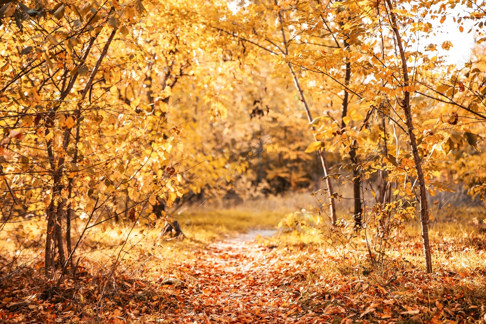 Photo of Beautiful autumn landscape with trees and dry leaves on ground