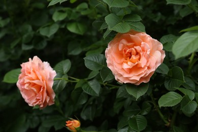 Photo of Closeup view of beautiful blooming rose bush outdoors