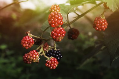 Branch with blackberries on bush in garden, closeup