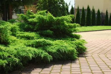 Photo of Beautiful green juniper shrub growing outdoors. Landscape design