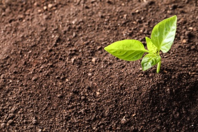 Photo of Young plant in fertile soil, top view with space for text. Gardening time