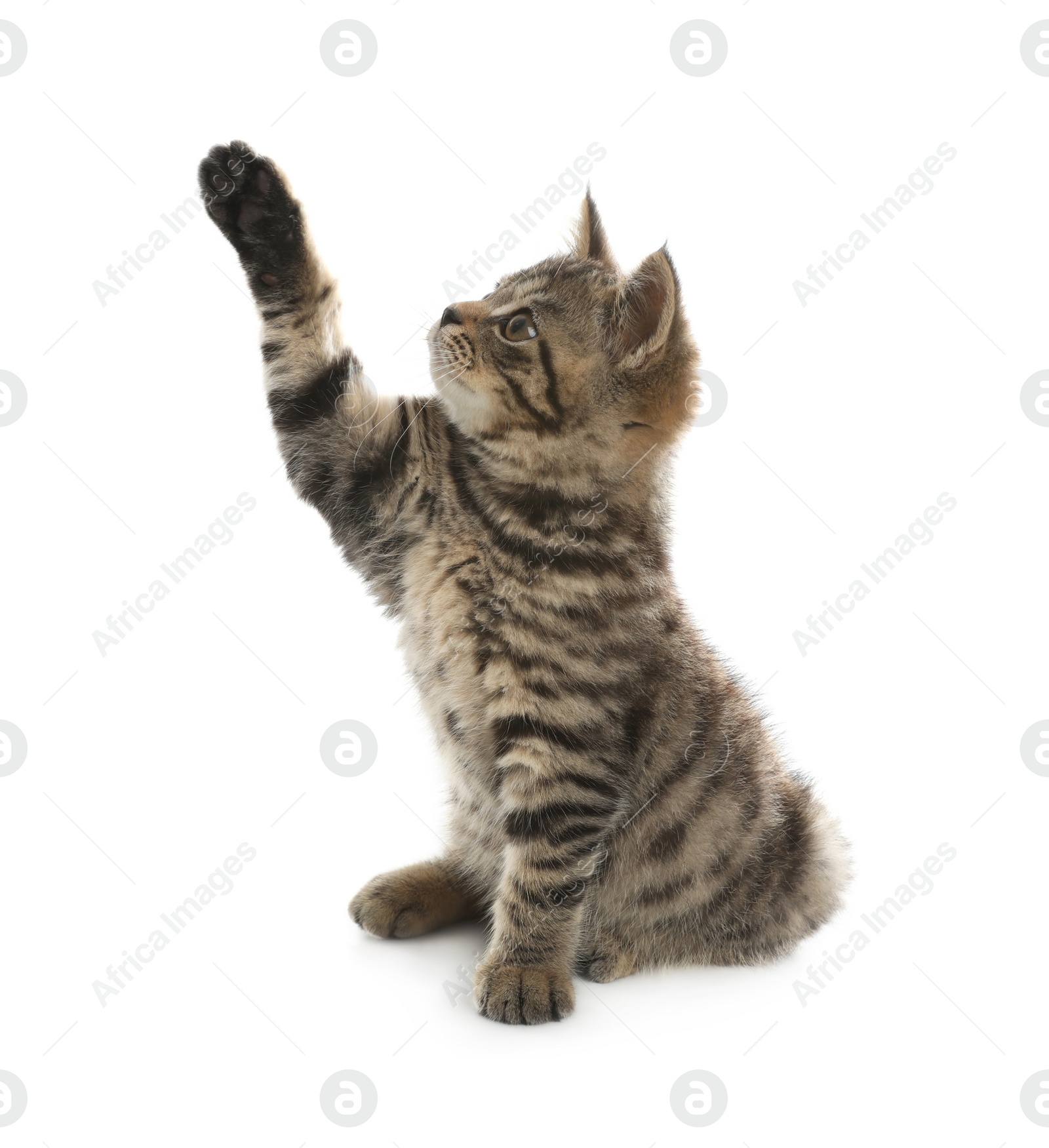 Photo of Cute tabby kitten on white background. Baby animal