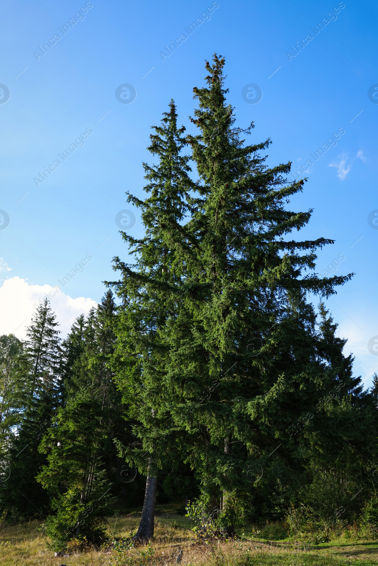 Photo of Picturesque view of forest with beautiful conifer trees on sunny day