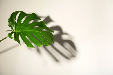 Photo of Fresh tropical monstera leaf on light background