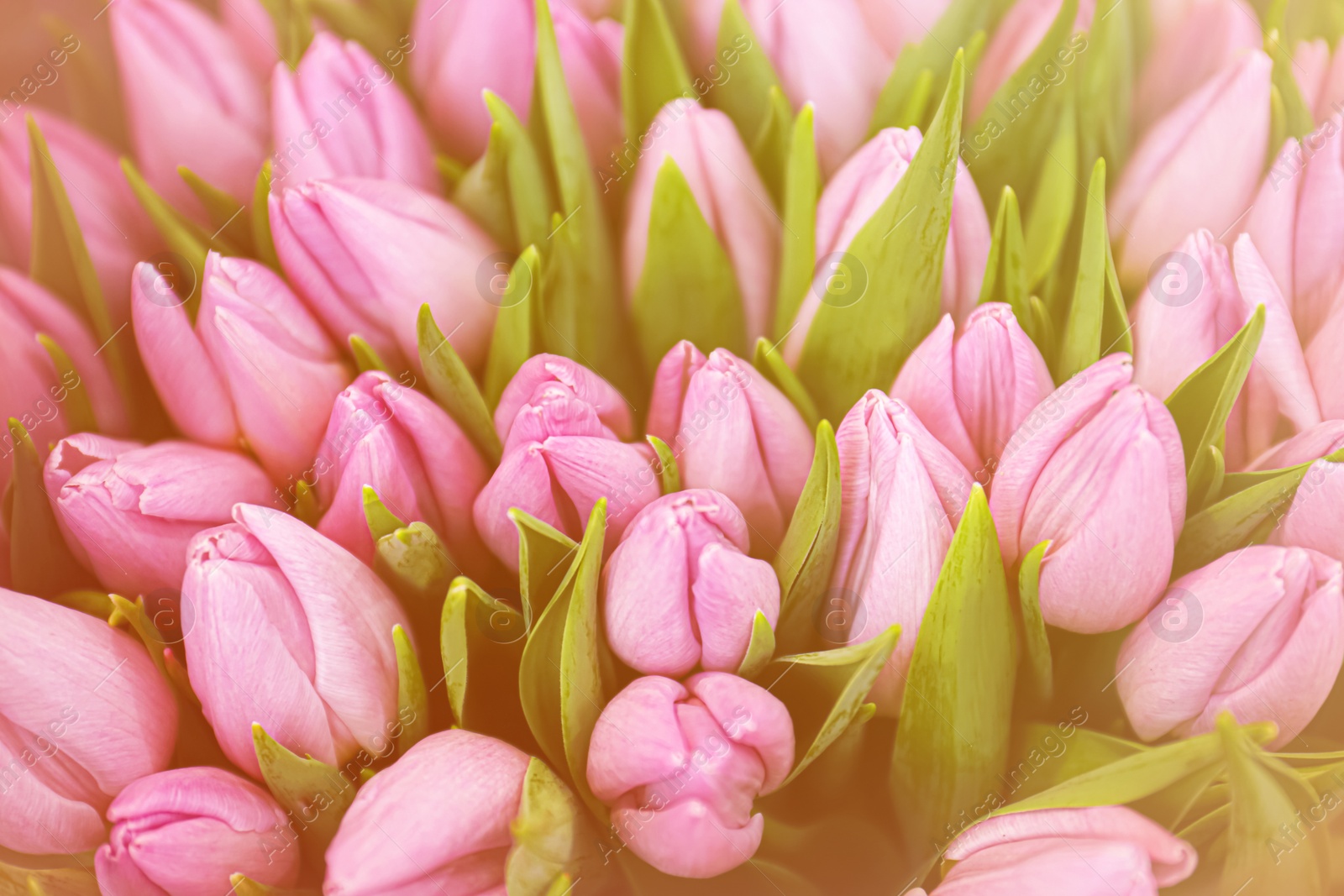 Image of Beautiful bouquet of violet tulip flowers as background, closeup