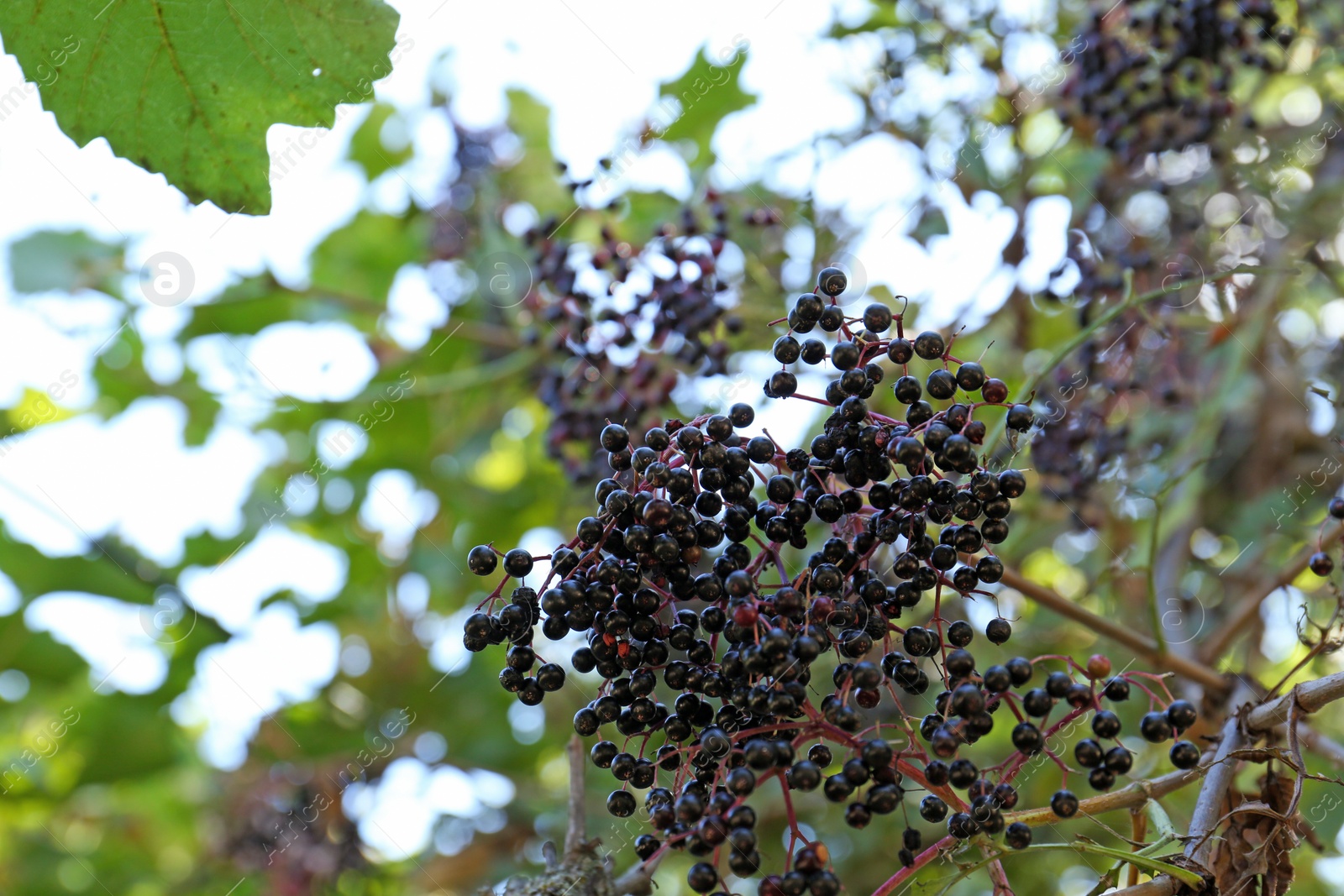 Photo of Tasty elderberries (Sambucus) growing on branch in garden