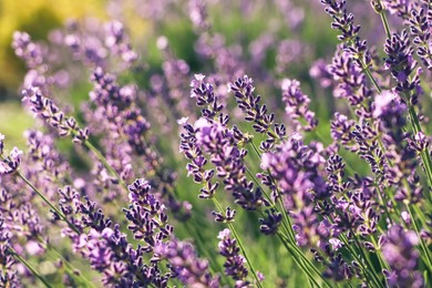 Photo of Closeup view of beautiful lavender in field on sunny day