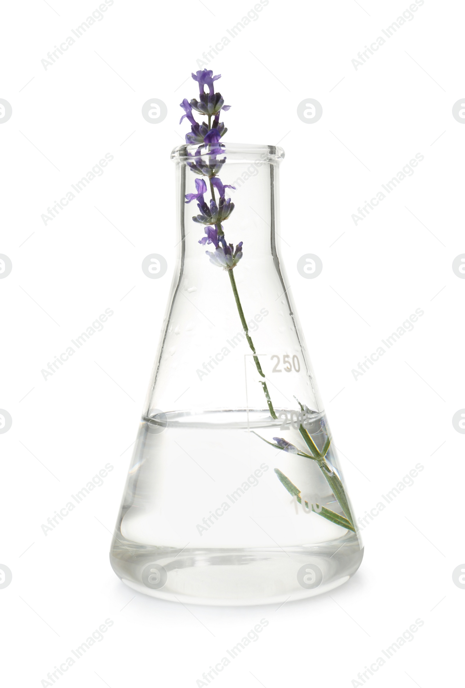 Photo of Conical flask with plant on white background