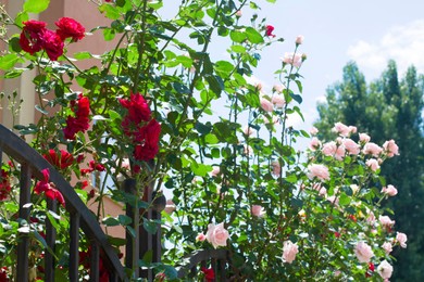 Photo of Bush with beautiful blooming roses in garden on sunny day
