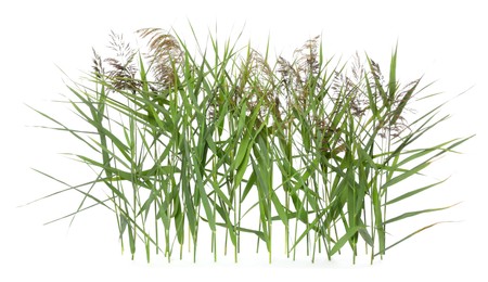 Photo of Beautiful reeds with lush green leaves and seed heads on white background