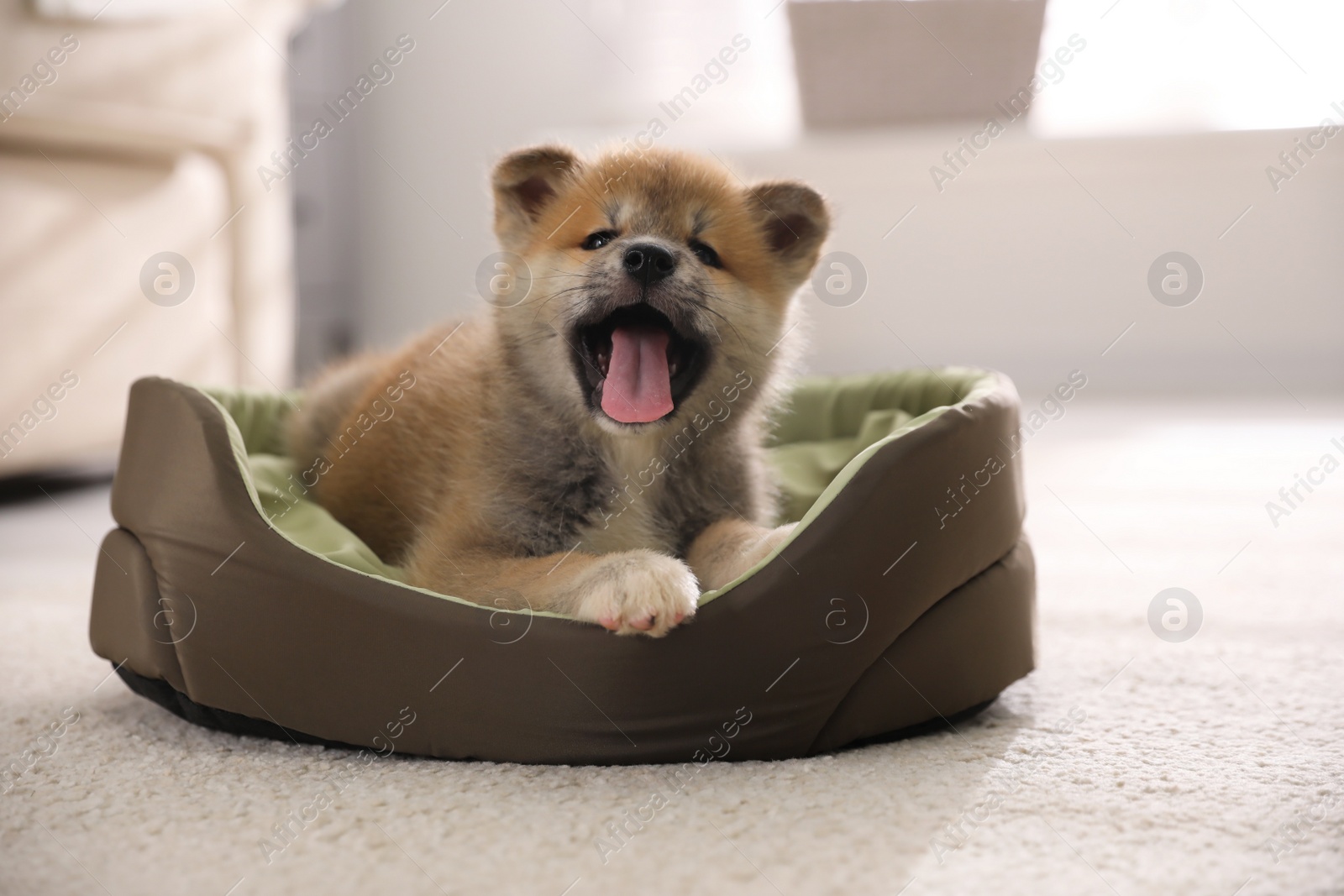 Photo of Adorable Akita Inu puppy in dog bed indoors