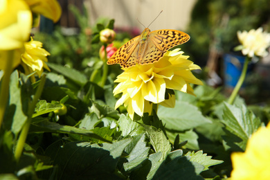 Photo of Beautiful butterfly on blooming yellow flower outdoors