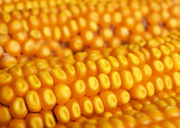 Photo of Delicious ripe corn cobs as background, closeup
