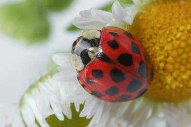 Photo of Red ladybug on beautiful flower, macro view